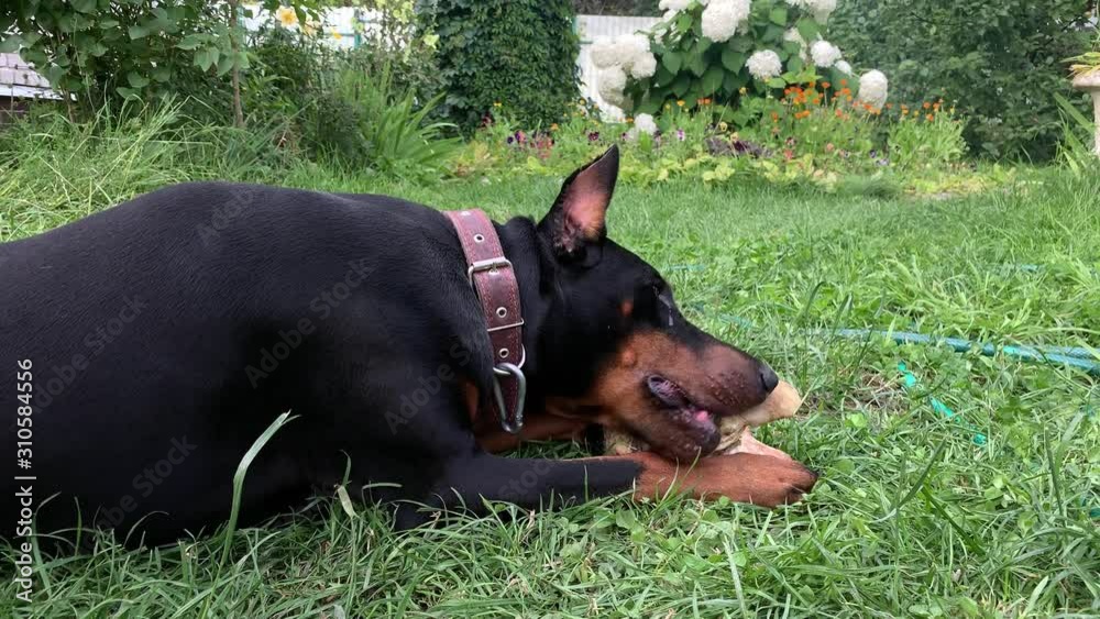 Big black and tan cropped doberman pinscher with cut ears lying on the grass and greedily chewing gnawing a big bone Big black and tan cropped doberman pinscher with cut ears lying on the grass and greedily chewing gnawing a big bone