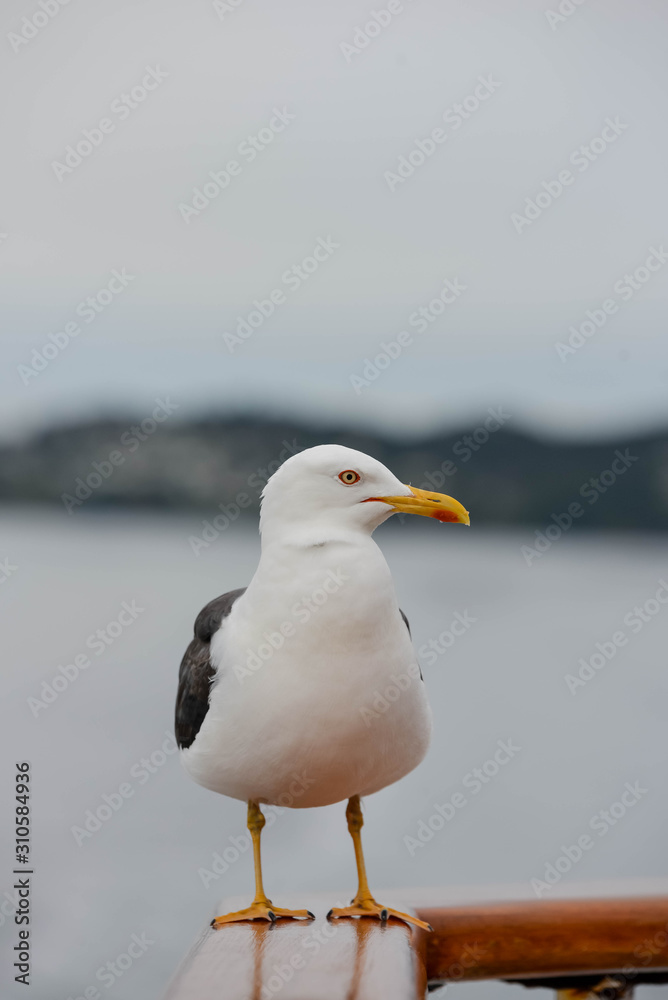 Fototapeta premium pretty seagull in close up