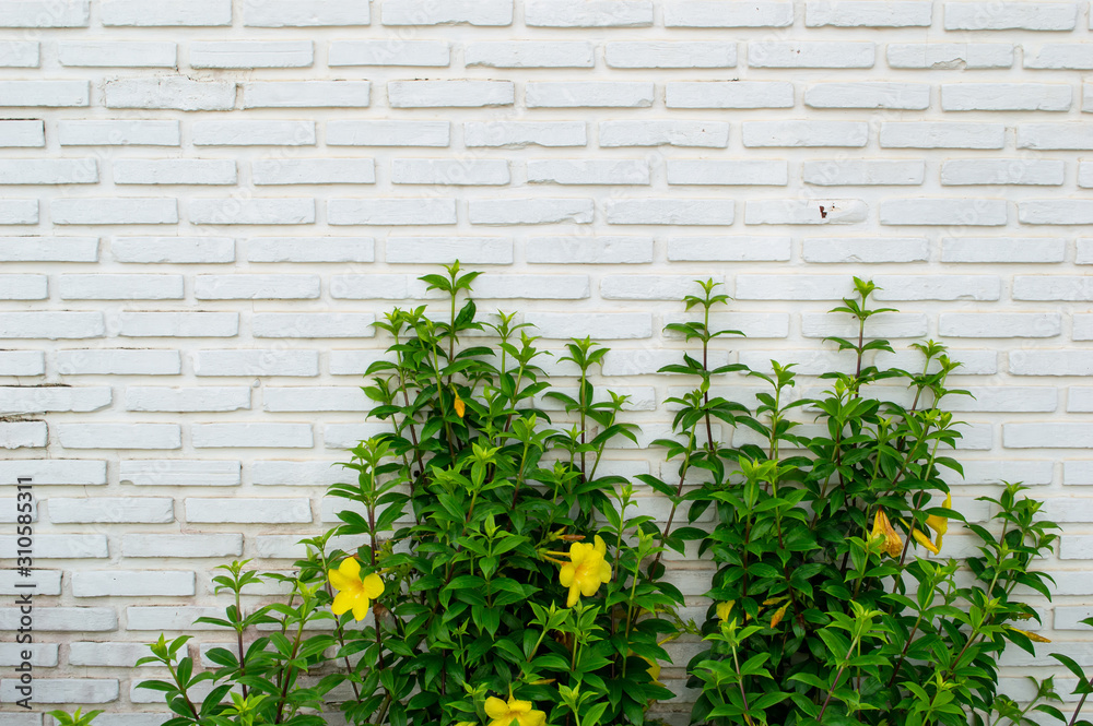 ivy and yellow flower on white brick wall background ivy and yellow flower on white brick wall background