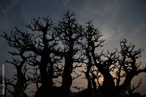 Silhouette Of Tree