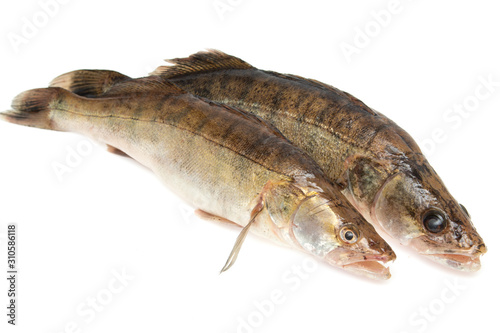 Fototapeta Naklejka Na Ścianę i Meble -  fresh zander fish on a white background