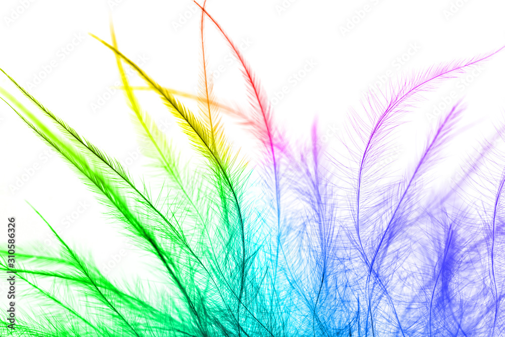 multi-colored feather on a white background multi-colored feather on a white background