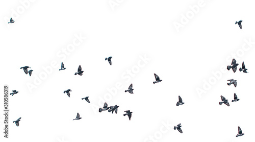 flying birds doves on a white background