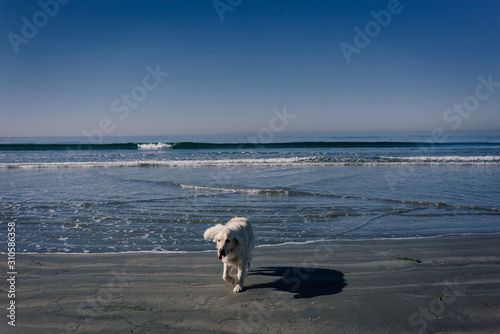dog at the beach © Sydney