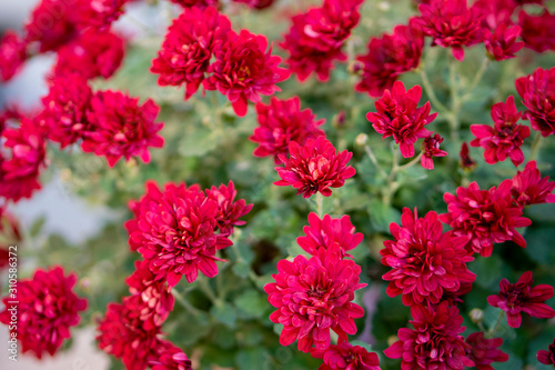 Red chrysanthemum flowers (Chrysanthemum morifolium, garden mum or "Kiku"). © mdesign