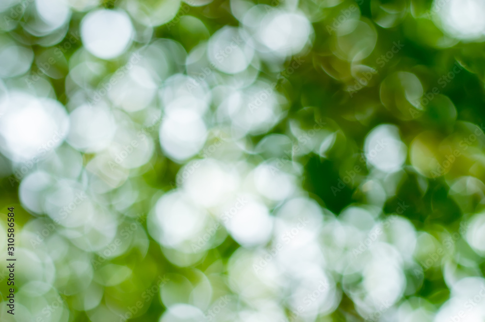 bokeh of Sunny abstract green nature background bokeh of Sunny abstract green nature background