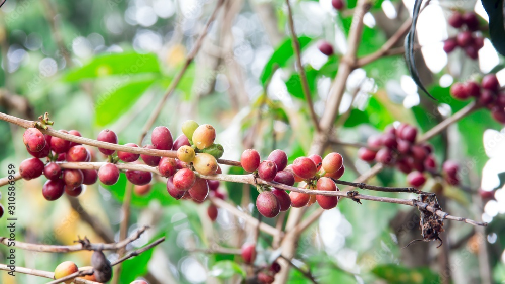 Ripe coffees seeds on branches of coffee tree Ripe coffees seeds on branches of coffee tree