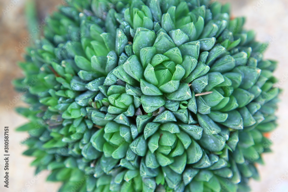 Fototapeta premium Top view of a cactus