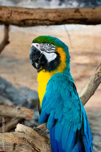 Blue and yellow Macaws parrot on timber