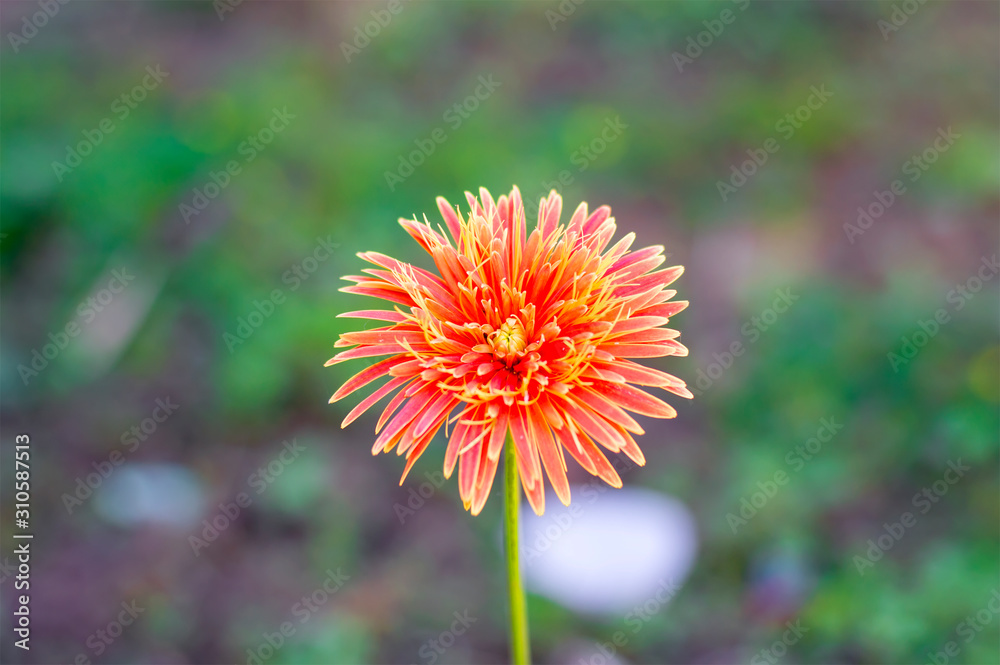 close up orange flower on green background close up orange flower on green background