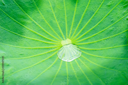 close up water drop on lotus leaf