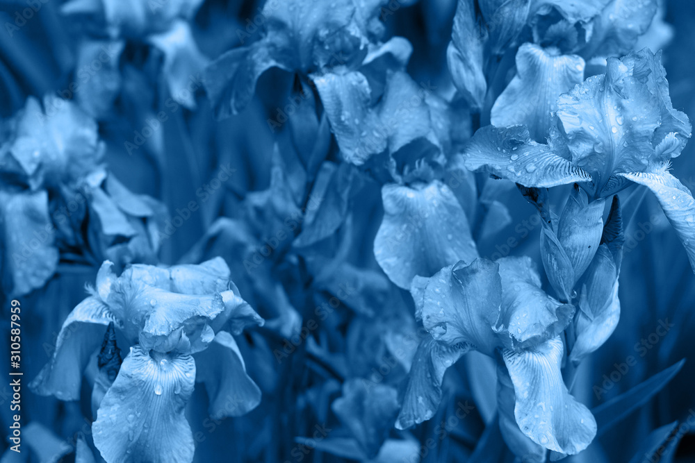 beautiful background of iris flowers in the garden. tinted blue trend color beautiful background of iris flowers in the garden. tinted blue trend color