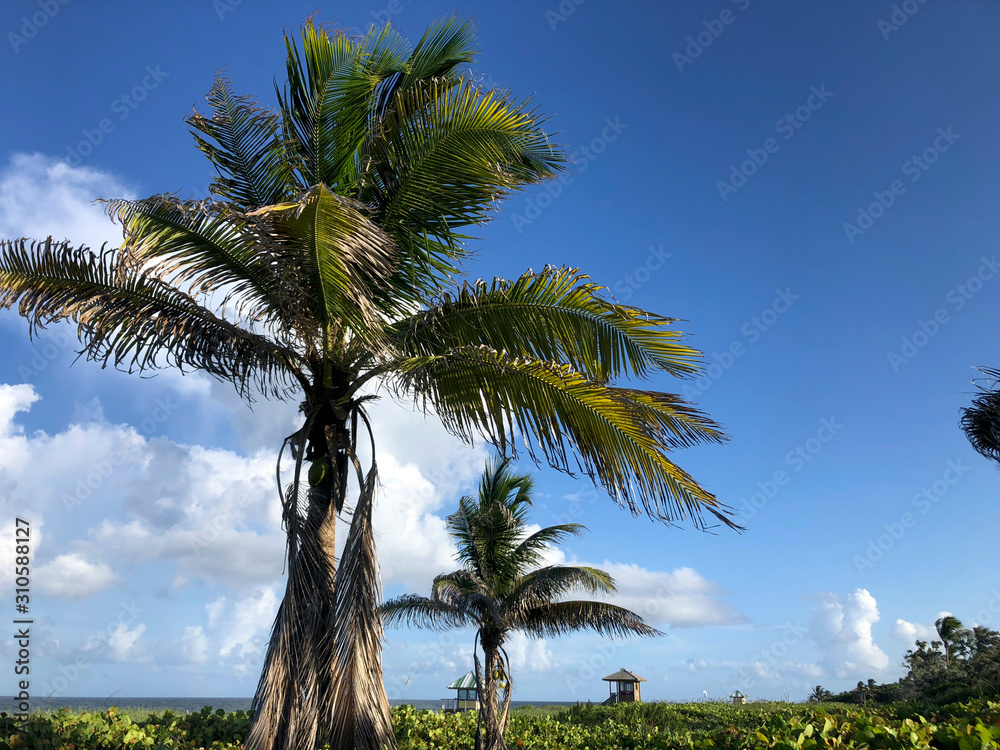 Delray Beach, Florida - beach scene and palm trees