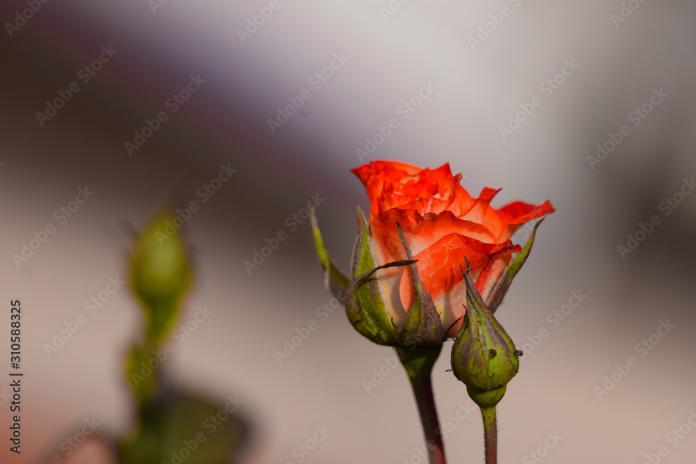 Obraz premium rose