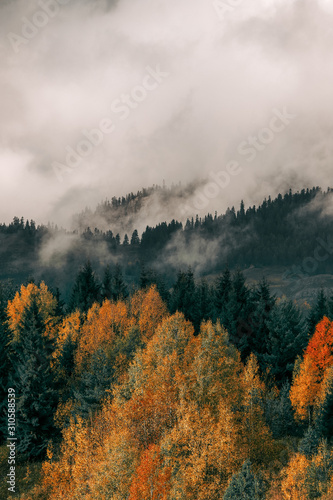 Beautiful orange and red autumn forest, many trees on the orange hills