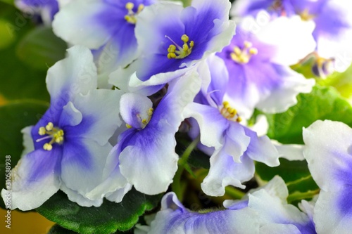 Saintpaulia (African violets) flower in the pot close up.
