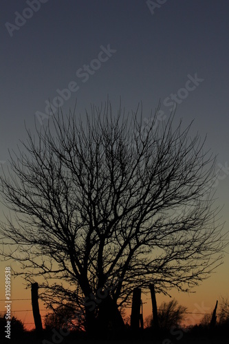 silhouette of a tree at sunset out in the country in Kansas.