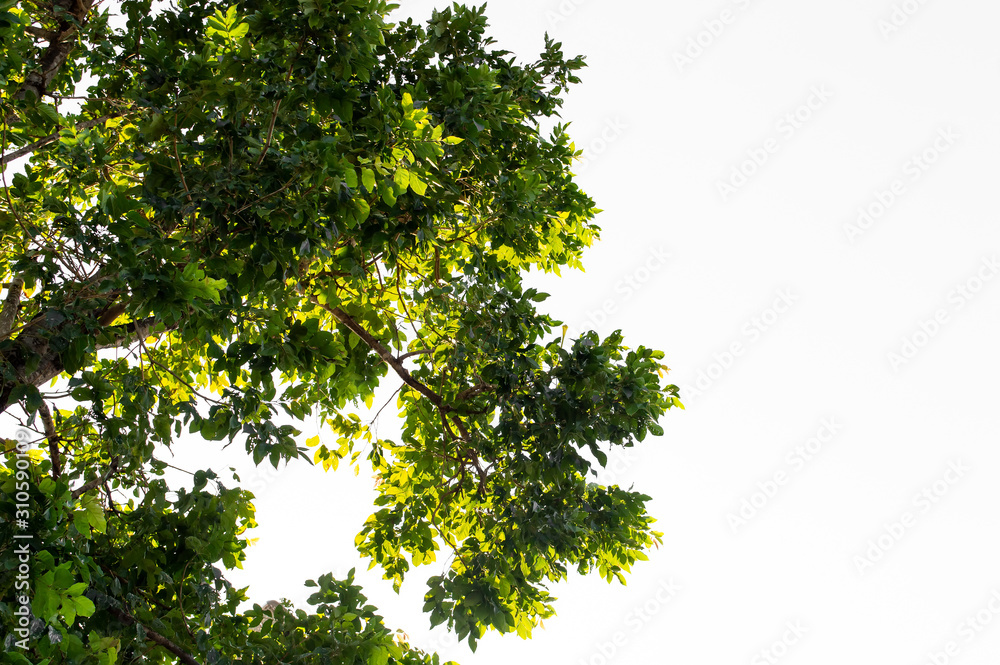 green leaf and Branch on white background