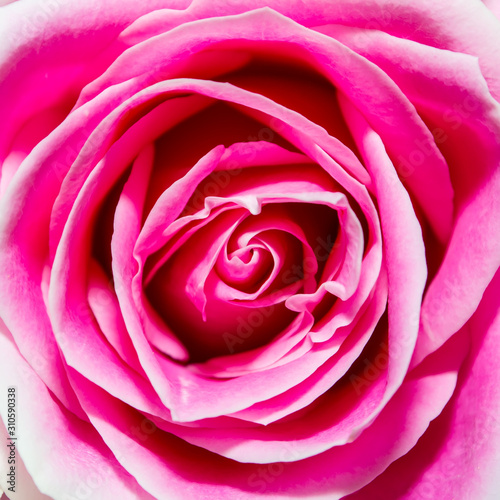 close up square pink Rose petals