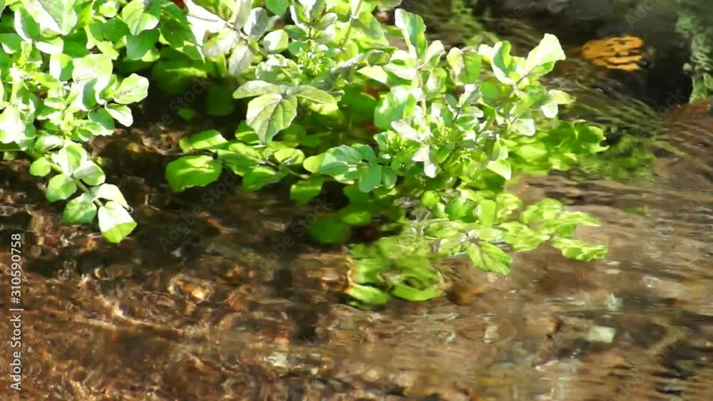 湧水が流れる小川 湧水が流れる小川