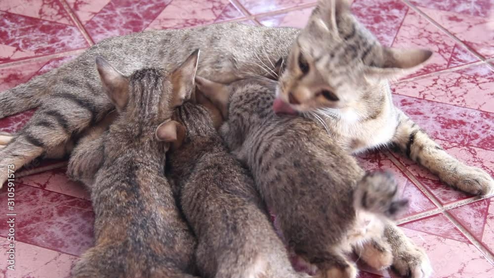 Cats baby drinking milk from mom's breast on background Cats baby drinking milk from mom's breast on background