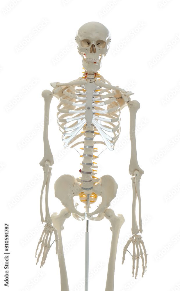 Artificial human skeleton model isolated on white