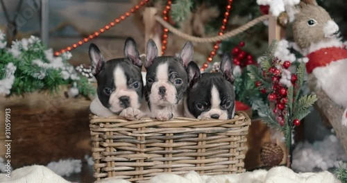 Three funny little puppies boston terrier age 1.5 months sitting in a basket of twigs on a New Year background.