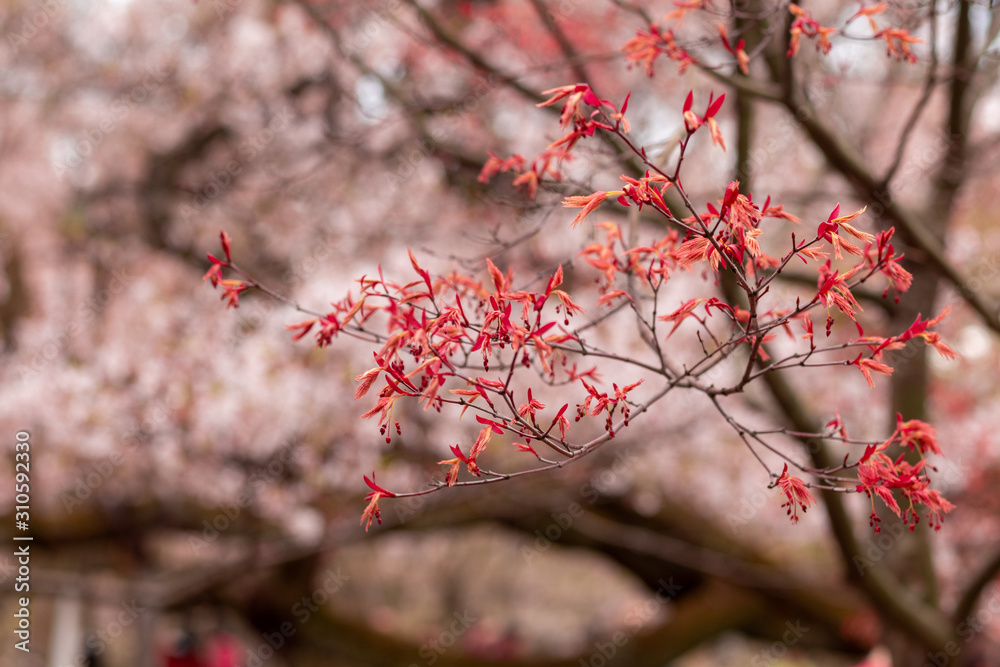 Red cherry blossom