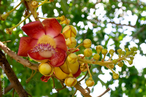 Flowers in the garden. Salanga, Sala tree, Sala, Salah,with green leaf bokeh background photo