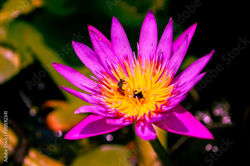 purple lotus blossom or water lily flower blooming with bees