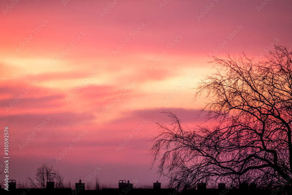 Red morning sunlight brings out the silhouette of a large tree and the suburban rooftops. Red morning sunlight brings out the silhouette of a large tree and the suburban rooftops.