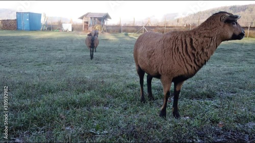 A brown goat is standing on a meadown close to the camera, two other curious goats are approaching the check out whats going on. In the background is hilly woodlang and a barn photo