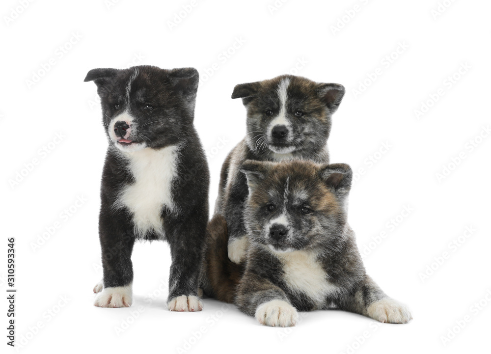 Cute Akita inu puppies on white background. Friendly dogs Cute Akita inu puppies on white background. Friendly dogs