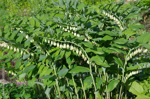 Polygonatum multiflorum blooms in the garden