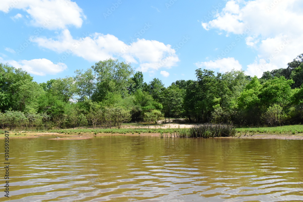 swampy pond during summer in mississippi