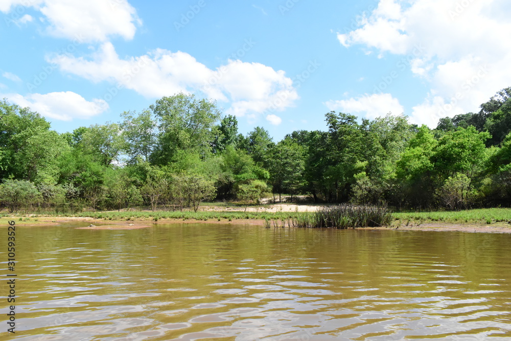 swampy pond during summer in mississippi swampy pond during summer in mississippi