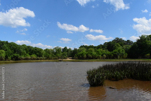 swampy pond during summer in mississippi