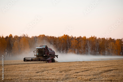 Harvester in the field. Evening.