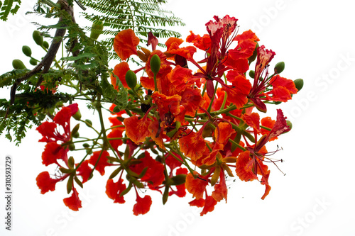 red Flame Tree or Royal Poinciana Tree flower isolated on white background