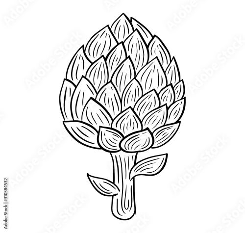 artichoke hand drawn engraved sketch drawing vector