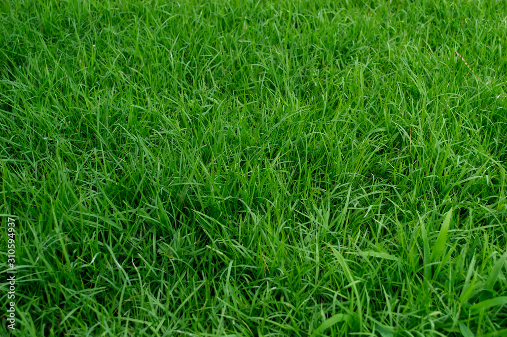 green grass field in park green grass field in park