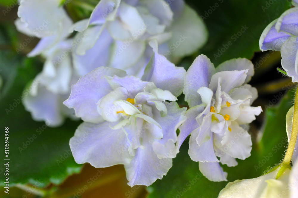 Saintpaulia (African violets) flower in the pot close up. Saintpaulia (African violets) flower in the pot close up.