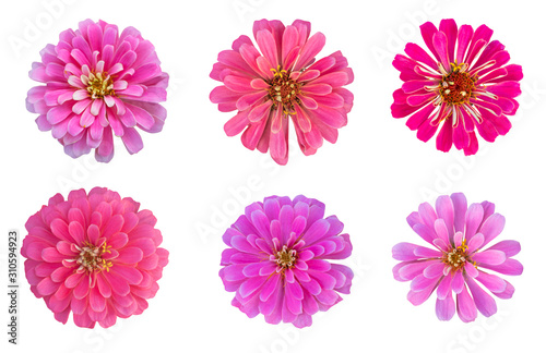 Blurred for Background.Beautiful Pink chrysanthemums as background picture.flower on clipping path. © Nipaporn