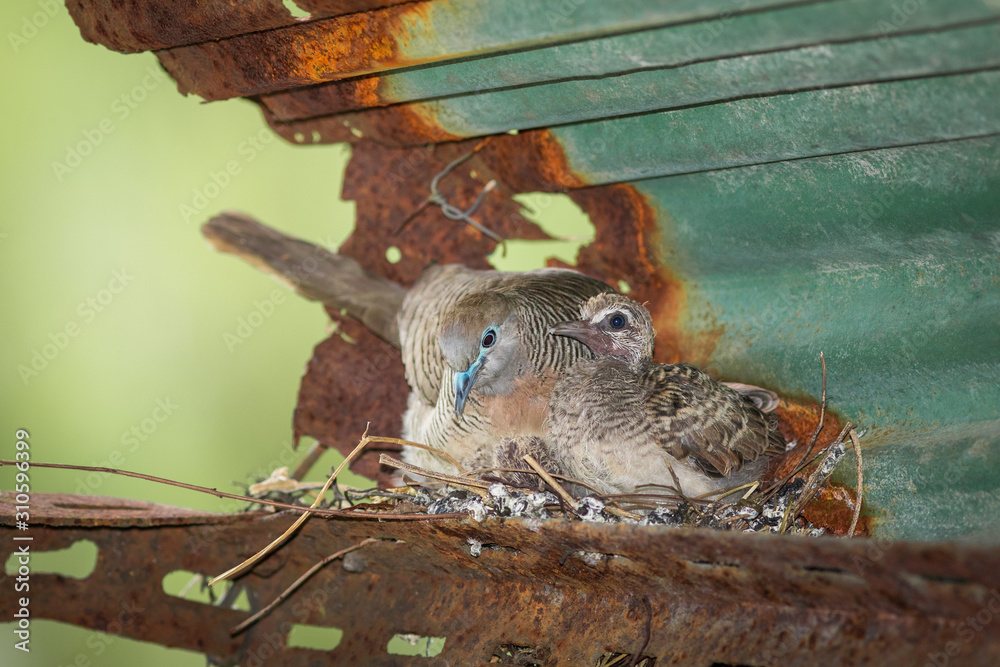 Dove's nest.