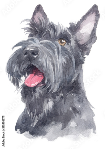 Vászonkép Water colour painting of Scottish Terrier 112