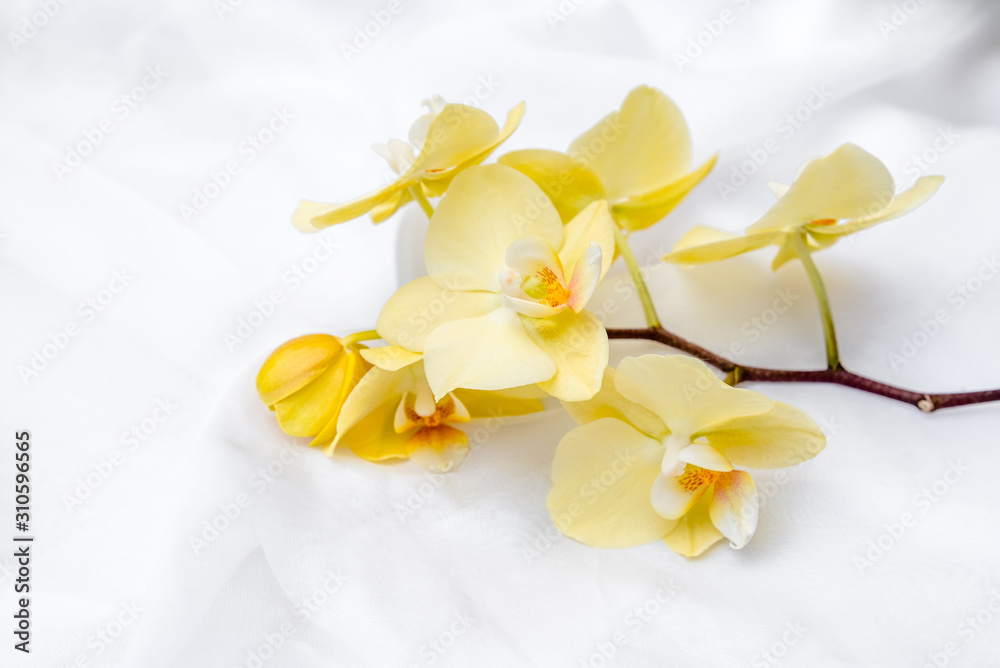 Fototapeta premium The branch of yellow orchids on white fabric background