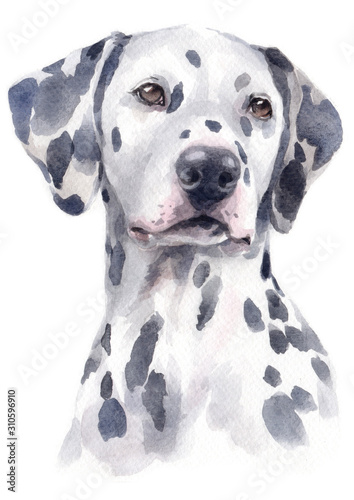 Photography Water colour painting of Dalmatian 152