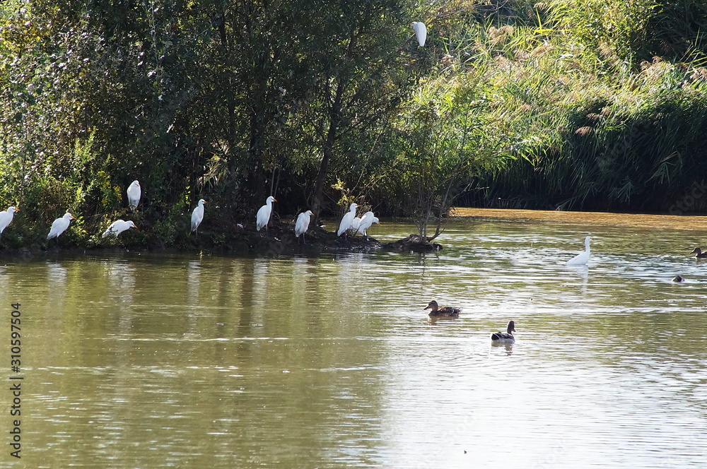 Pond with wild birds in the park of the plain of Sesto Fiorentino, Tuscany, Italy Pond with wild birds in the park of the plain of Sesto Fiorentino, Tuscany, Italy