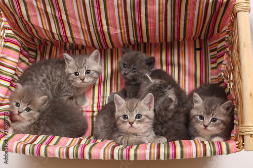 Small kittens on a white background.