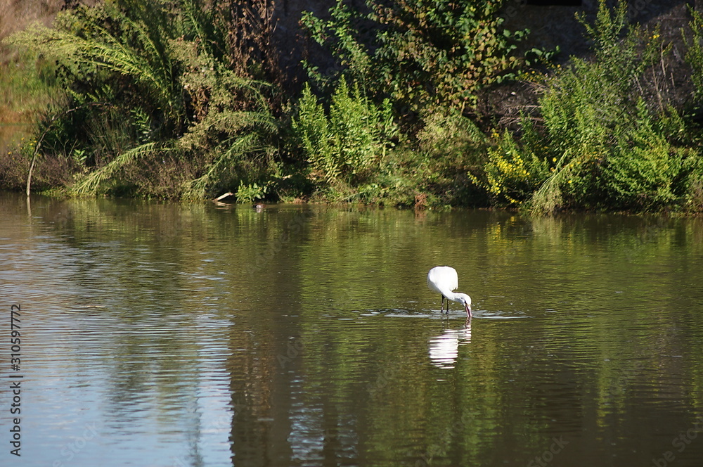 Bird Spoonbill (Platalea leucorodia) in the park of the plain of Sesto Fiorentino, Tuscany, Italy Bird Spoonbill (Platalea leucorodia) in the park of the plain of Sesto Fiorentino, Tuscany, Italy